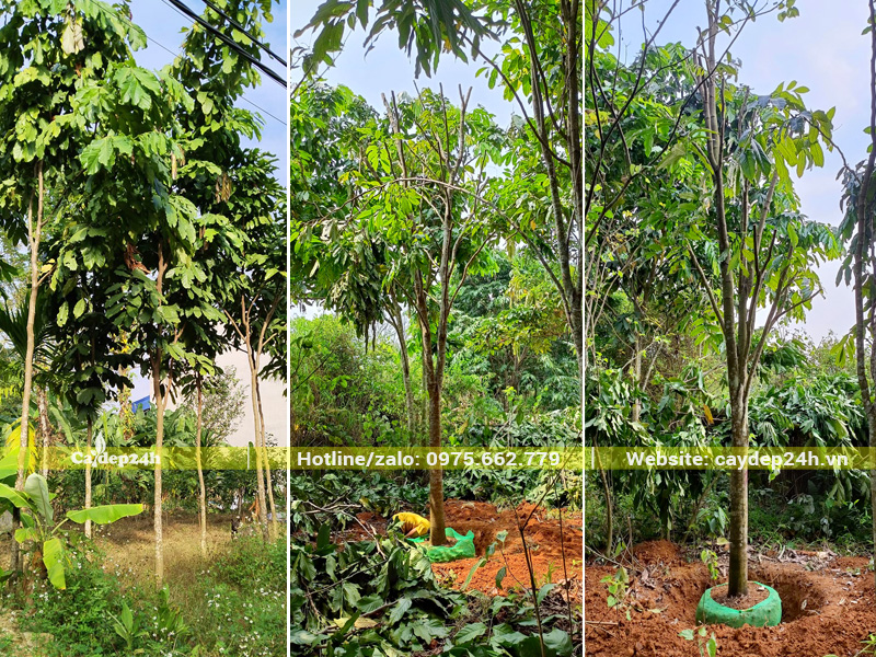 Đào đất, đánh bầu cây vàng anh công trình