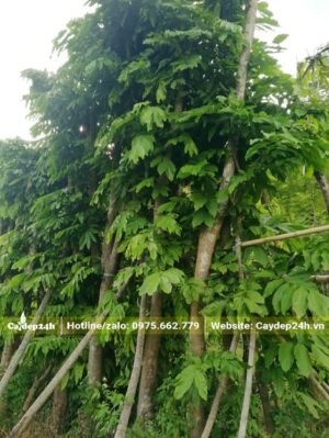 Hàng cây Vàng Anh dâm ủ xum xuê lá