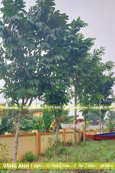 Hàng cây vàng anh công trình đường kính gốc khoảng 15cm