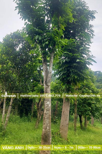 Dưỡng ủ cây vàng anh cổ thụ đường kính gốc 35cm trở lên