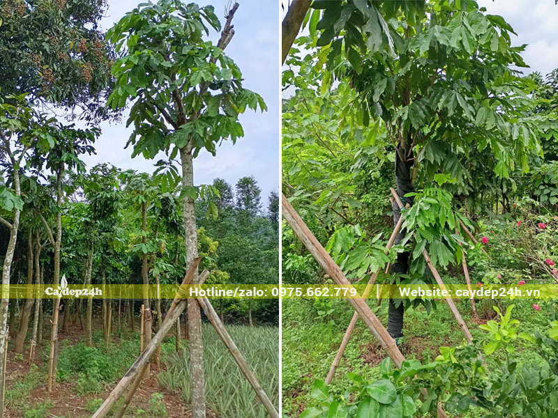 Cây đã dưỡng ủ, chống cọc chắc chắn