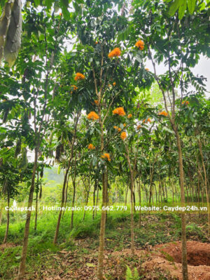 Cây vàng anh nhỏ, hoa nở đẹp