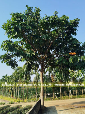 Vàng anh trồng trước cổng nhà lấy bóng mát