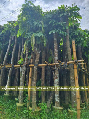 Cây thân cột đã dưỡng ủ, chiều cao hơn 5m