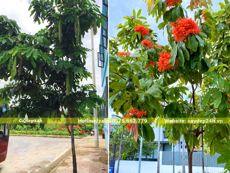 Cây vàng anh trưởng thành bắt đầu ra hoa