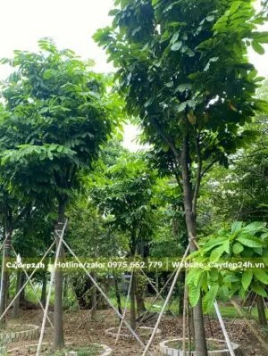 Vàng Anh trưởng thành chiều cao 5m, đã trồng dâm ủ, chống cọc chắc chắn