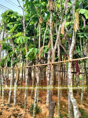 Hàng cây Mép Mé đường kính 5 - 10cm đã dâm ủ kỹ