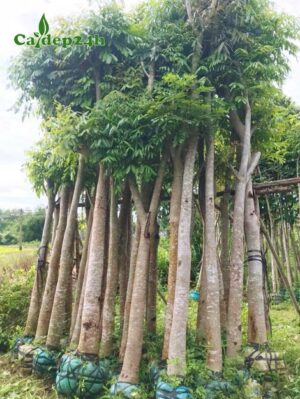 Cây Xà Cừ dâm ủ trong bầu, dựng gọn thành từng đống lớn