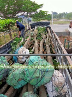 Đường kính gốc khoảng 18cm, cây đã tỉa hết tay cành