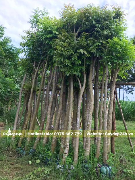 Cây Xà Cừ một thân thẳng đẹp, chiều cao khoảng 3.5 - 4m