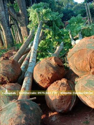 Hàng chục cây Xà Cừ công trình lớn, đường kính bầu khoảng 50 - 60cm