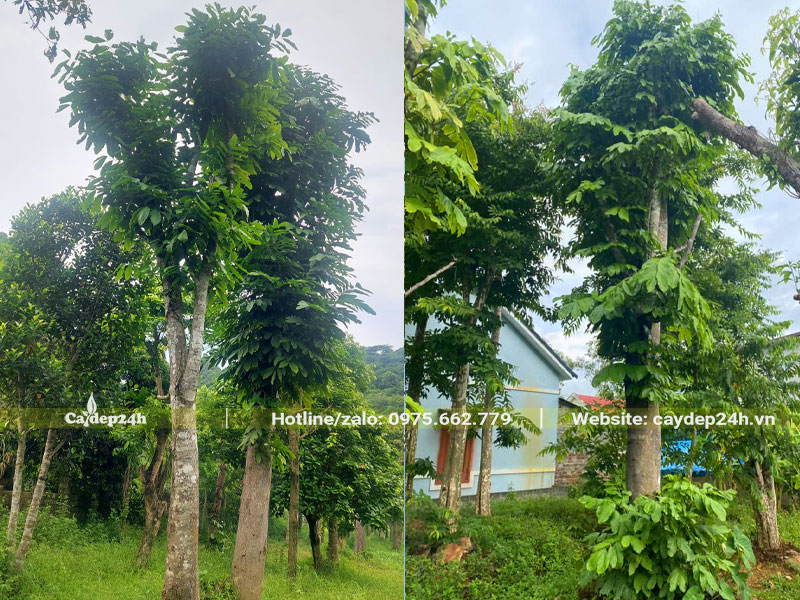 Mua cây vàng anh cổ thụ chiều cao 7 - 8m, đã dưỡng ủ kỹ