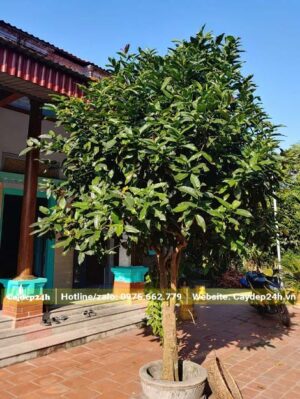 Hải Đường trồng chậu đặt trước sân nhà