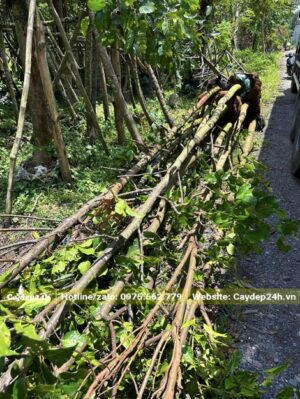 Chiều cao hơn 5m, đường kính thân đo cách gốc 1m là khoảng 10 - 12cm