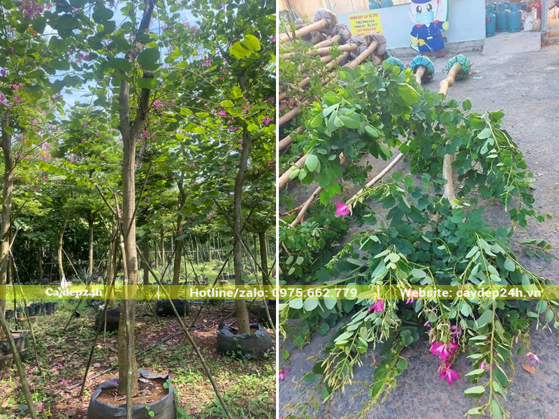 Cây ban hoàng hậu tuyển chọn, thoát thân cao 2.5m