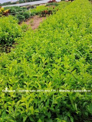 Luống cây Chuỗi Ngọc dài hàng nghìn cây, chiều cao từ 20cm trở lên