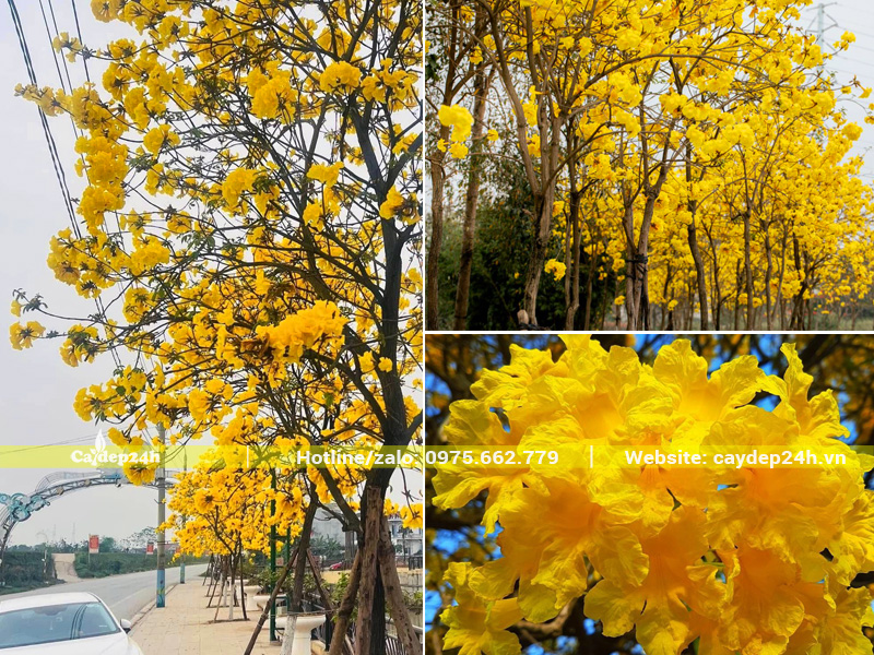 Những hàng cây phong linh vàng trồng vỉa hè khu đô thị