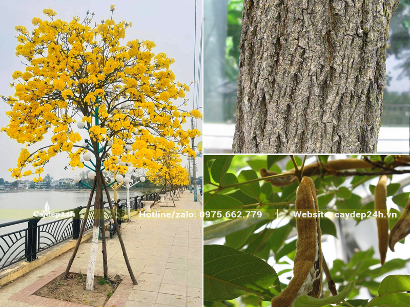 Cây lâu năm da vỏ màu xám, nứt dọc khá sâu