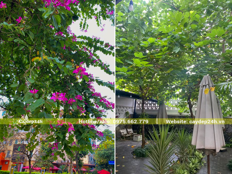 Đặc điểm hình thái đặc trưng của cây ban tím công trình