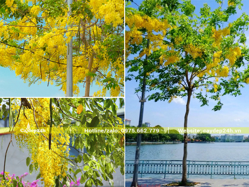 Cây muồng hoàng yến trồng ở nơi thoáng đãng, có nhiều ánh nắng mặt trời, hoa nở nhiều và màu sắc rực rỡ vô cùng
