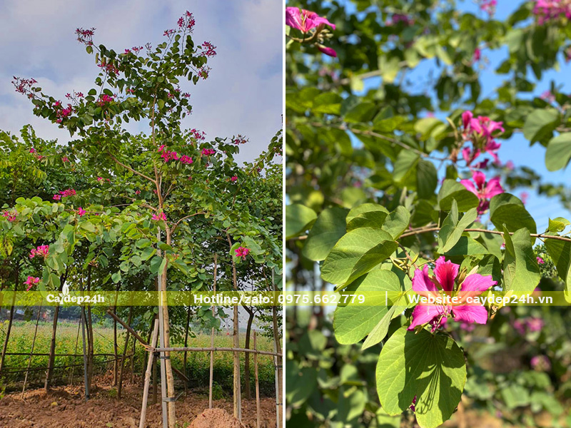Cây ban tím đón nhiều ánh sáng, hoa nở bông to, màu đẹp