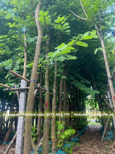 Hàng cây Ban Hoàng Hậu dâm ủ lâu năm đường kính gốc từ 10 - 15cm
