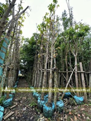 Những Hàng Dầu Rái dướng lâu năm, đường kính gốc 15 - 20cm