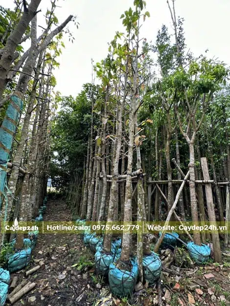 Những Hàng Dầu Rái dướng lâu năm, đường kính gốc 15 - 20cm