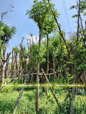 Vừa chống cây vừa buộc cây vào giàn để để đảm bảo chất lượng khi mới dâm ủ