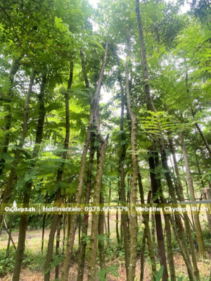 Muồng Hoa Đào công trình chiều cao gần 6m