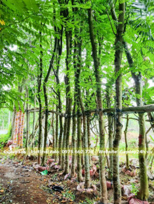 Dưỡng cây Muồng Hoa Đào trong bầu chìm