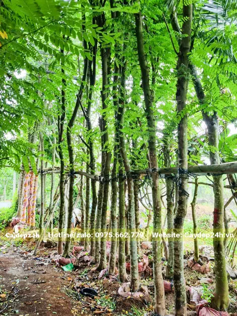 Dưỡng cây Muồng Hoa Đào trong bầu chìm