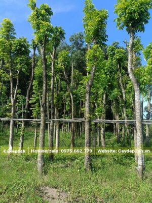 Vườn chuyên dâm ủ Nhạc Ngựa cổ thụ đường kính gốc từ 15 - 20cm