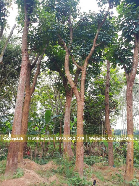 Dâm ủ cây Nhội nhiều năm chiều cao từ 4 - 6m