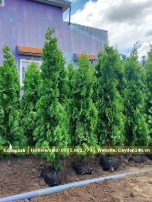 Dựng Trắc Bách Diệp mới bứng theo hàng để dâm ủ