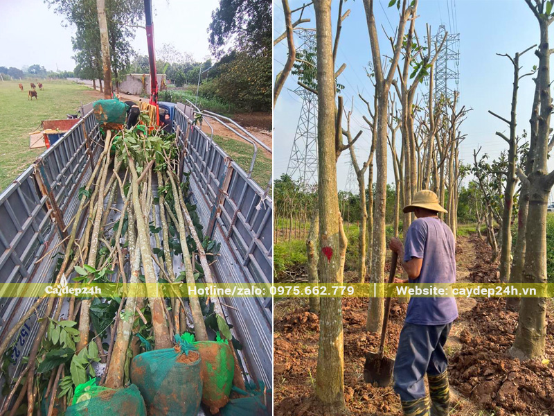 Công nhân đang tiến hành dâm ủ cây vàng anh công trình cho dự án khu công nghiệp