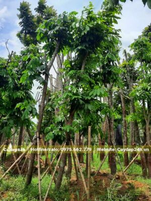 Vàng Anh công trình cao lớn, dáng đẹp