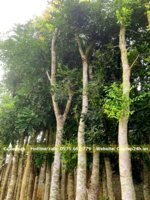 Xà Cừ công trình cao 4m, đường kính gốc khoảng 20cm