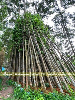 Xếp gọn và dâm ủ hàng loạt cây Sao Đen công trình cao gần 6m