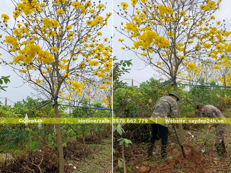 Đánh bầu cây hoa phong linh công trình