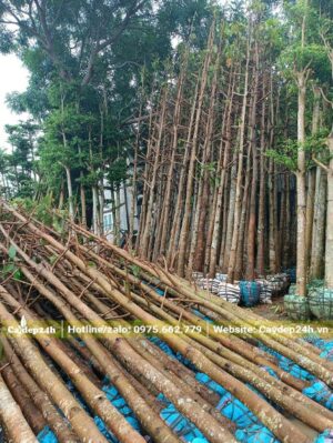 Xếp cây Dầu Dái công trình đã bứng bầu, cắt tỉa cành lá vào khu vực dưỡng ủ