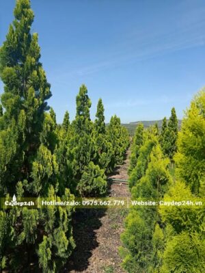 Nhà vườn nuôi trồng, chăm sóc Trắc Bắc Diệp từ nhỏ đến lớn