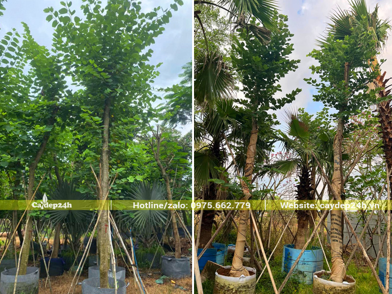 Cây ban tím dưỡng ủ trong bầu nổi, chiều cao khoảng hơn 5m