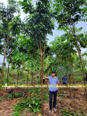 Kỹ sư Hà Quang Phúc xuống tận vườn chọn cây cho khách