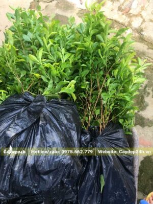 Cây Chuỗi Ngọc đóng thành từng túi lớn 10 - 15 bầu để dễ di chuyển