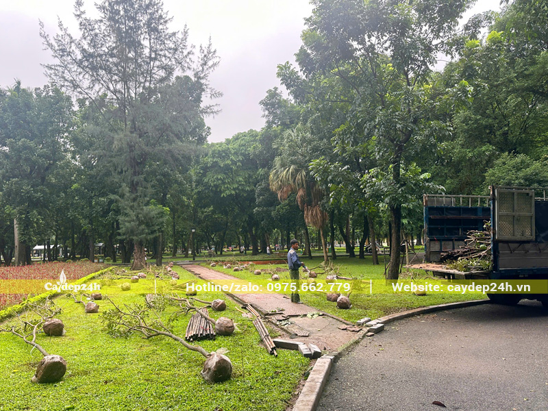 Xe tải chở cây tập kết tại công trình, công nhân sẽ vận chuyển đưa cây đến từng hố