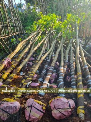 Đặt cây xếp nằm lên nhau, dùng mụn dừa để ủ, giữ ẩm cho cây