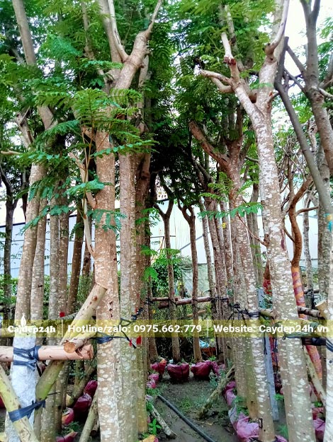 Từng hàng cây Lim Xẹt đường kính thân 15cm được dựng và buộc chắc chắn và cọc đỡ