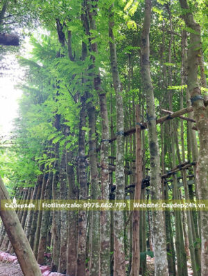 Hàng Muồng Hoa Anh Đào cao hơn 5m đã dưỡng nhiều năm