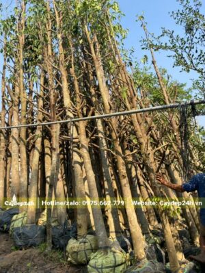 Sao Đen đườn kính gốc 20cm, phân cành từ đoạn chiều cao 2m